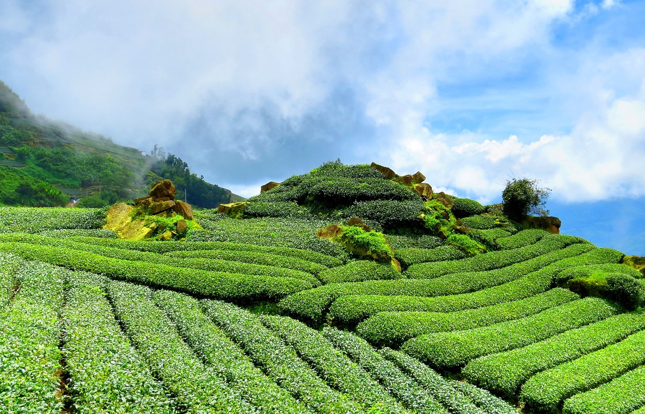 乡村新鲜空气，呼吸中的自然之息