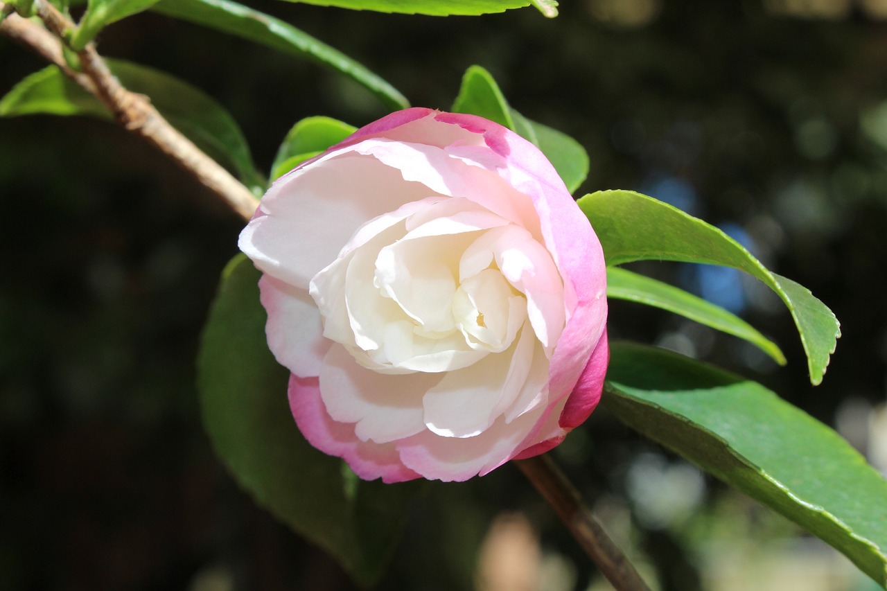 天府之果，四川水果种植的甜蜜丰收与多样化选择