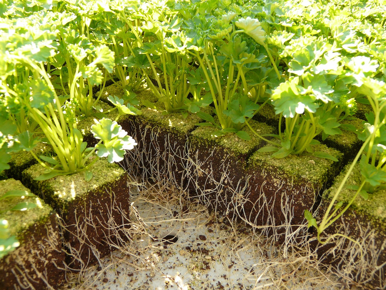 探索台湾释迦果，种植技术与独特风味