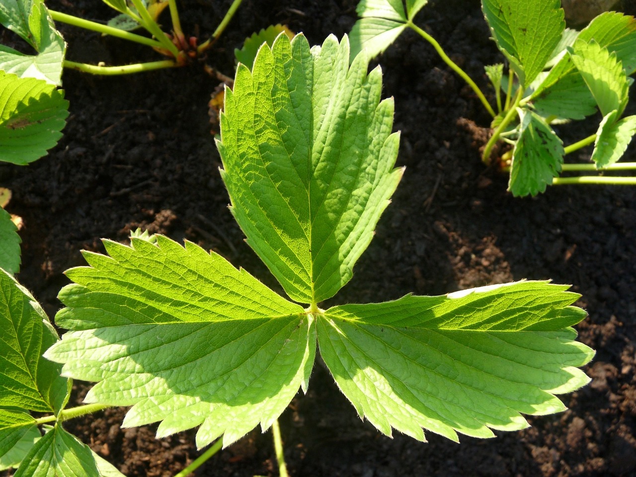 庭院种植适宜水果推荐