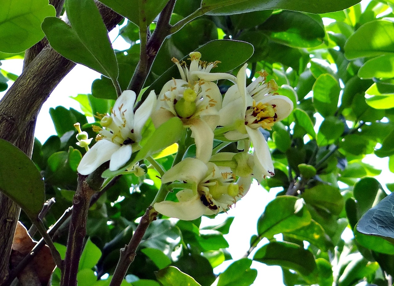 种子到果实，水果种植的完整旅程