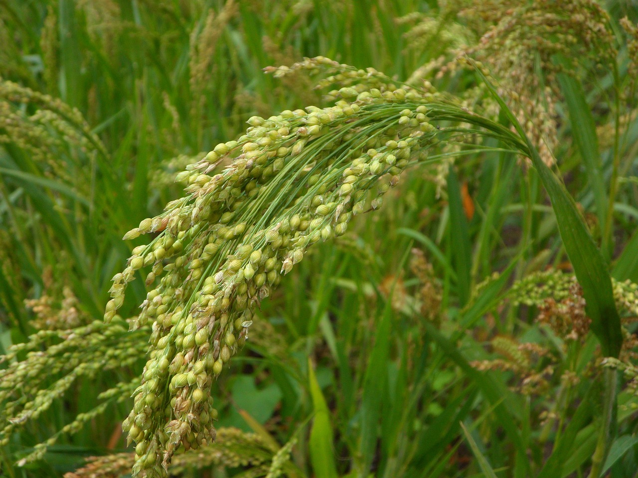 革新种植技术，塑造水果产业新纪元