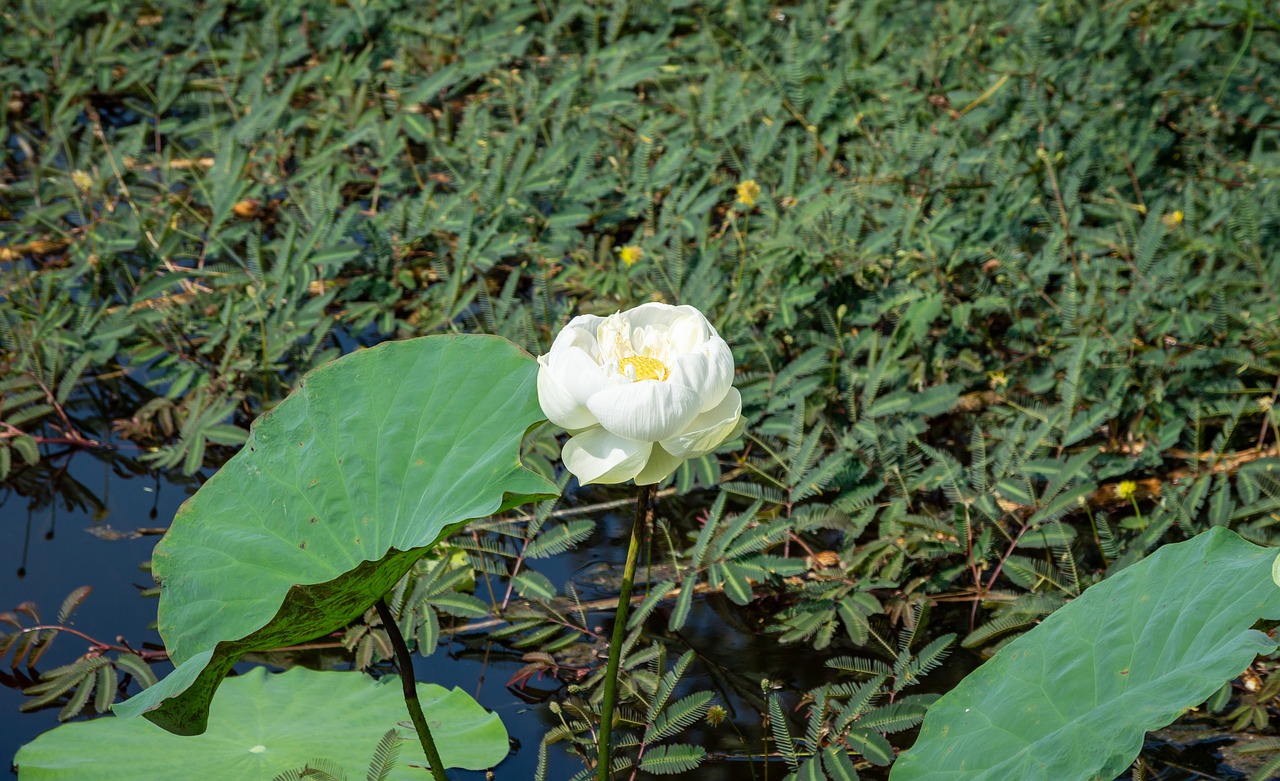 诸城绿色发展，水果种植开启新篇章