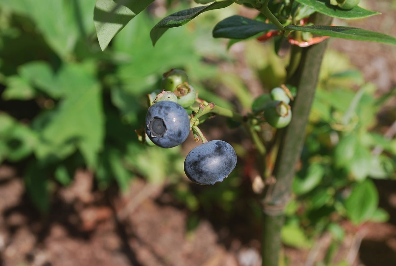 高效水果种植技术与实践指南